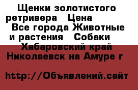 Щенки золотистого ретривера › Цена ­ 15 000 - Все города Животные и растения » Собаки   . Хабаровский край,Николаевск-на-Амуре г.